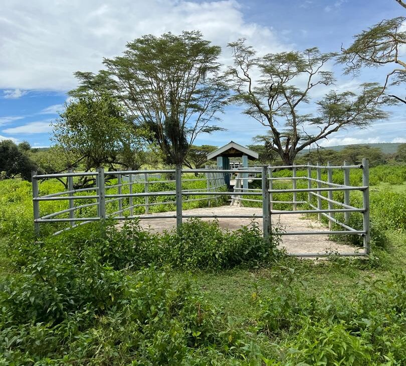 Restoring Strength, Restoring Hope: How Tanzania Nature’s Pride Fights for a Thriving Livestock Industry