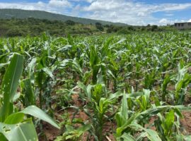 Preserving Tradition, Protecting Yields: Empowering Organic Pest Control in Tanzania