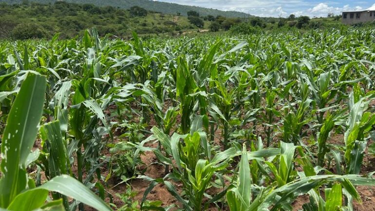 Preserving Tradition, Protecting Yields: Empowering Organic Pest Control in Tanzania