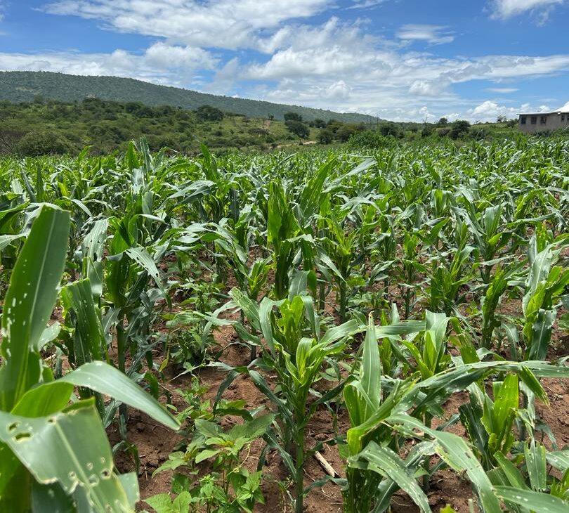 Preserving Tradition, Protecting Yields: Empowering Organic Pest Control in Tanzania