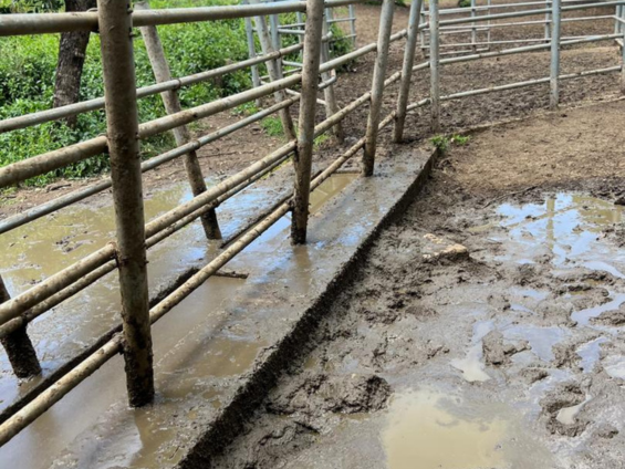 Reviving Livestock Health: Tanzania Natures Pride Cattle Dip Initiative