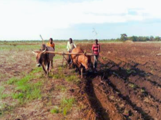 Support Farming Projects in Tanzania-Hand-Driven Tractors for Progress