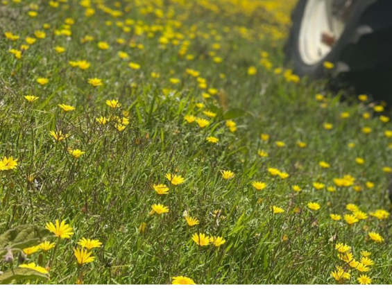 Empower Tanzanian Agriculture: Invest in Pesticides and Fertilizers for Sustainable Growth