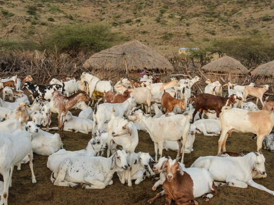 Harnessing Sustainable Energy: Biogas Initiative for Rural Tanzania